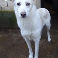 Floki, chien à adopter