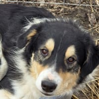 Krishan, chien à adopter