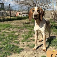 Chase, chien à adopter