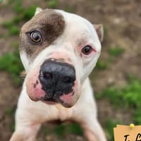 Vito, chien à adopter