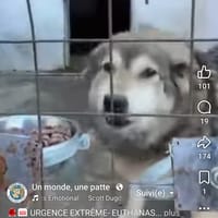 Dory, chienne à adopter