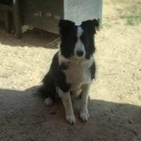 ODIN, chien à adopter