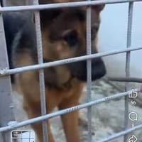 Sacha, chien à adopter