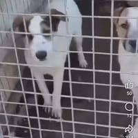 Igor et grichka, chien à adopter