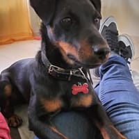 TWIX, chien à adopter