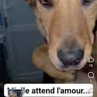 Mielle, chienne à adopter