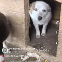 Bianca, chienne à adopter