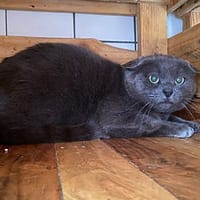 Anatol, chat à adopter