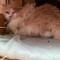 Carpette, chat à adopter