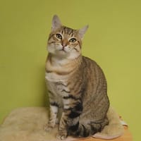 Gâté, chat à adopter