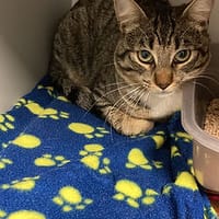 Hères, chatte à adopter