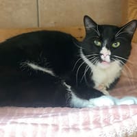Wima, chatte à adopter