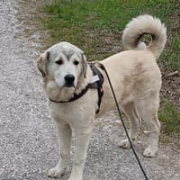 Zeus, chien à adopter