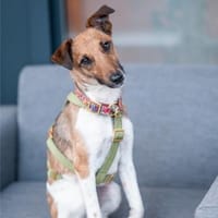 Latte, kleines Herzchen, ca. 1 Jahr, Hund zur Adoption