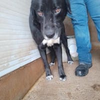 Rochy, Hund zur Adoption