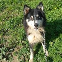 Begleris, menschenbezogener Collie-Mix, Hund zur Adoption