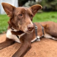 Mama Babsi, stubenreine Hündin ca. 1-2 J, Hündin zur Adoption