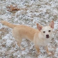 Neve, Hündin zur Adoption