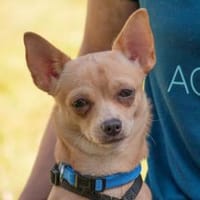 MADITA - zuckersüßes Hundemädchen, Hündin zur Adoption