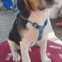 Tobi - neugierig und verspielt, Hund zur Adoption