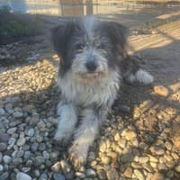 Petzi, Hund zur Adoption
