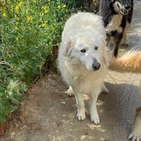 Martha, Hündin zur Adoption