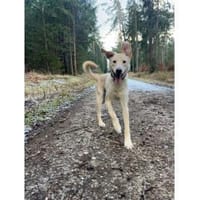 Fly - wartet in 56379 Oberwies, Hund zur Adoption