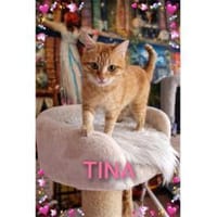 Tina - wartet in 38648 Goslar, Katze zur Adoption