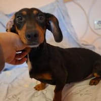 Panni, zauberhafte Dackel (-Mix) Dame, Hündin zur Adoption