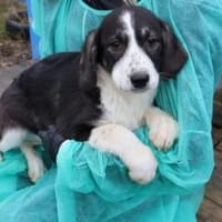 Tash sucht ein freies Körbchen, Hündin zur Adoption