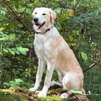 Indaco - jetzt Toni sucht neues Zuhause, Hund zur Adoption