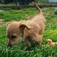 Kleiner Mütyür sucht sein Körbchen, Hund zur Adoption