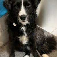 Linda, zauberhafte Hündin, ca. 4 Jahre, Hündin zur Adoption