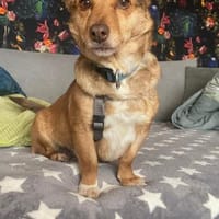 Kleine Namy sucht liebevolles Zuhause, Hündin zur Adoption