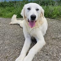 Yellow in der Tierherberge Donzdorf, Hündin zur Adoption