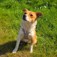 Willi sucht ein Körbchen, Hund zur Adoption