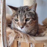 Wunderschöne Katze Petra, Katze zur Adoption