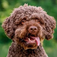 LA-CODY-dufter Typ sucht ruhiges Zuhause, Hund zur Adoption