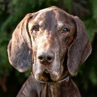 BIRKO - unser liebenswerter Hundesenior, Hund zur Adoption