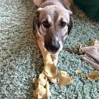 junge, lernwillige Dua auf Pflegestelle, Hündin zur Adoption