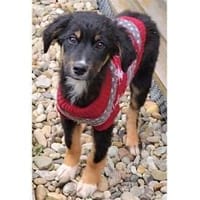 Fluffy - wartet in 76437 Rastatt, Hund zur Adoption