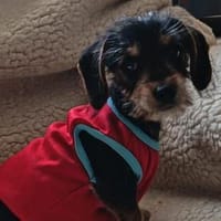 Kleiner Creed  großer Wunsch nach Liebe, Hund zur Adoption