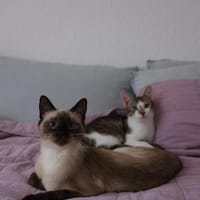 😺Traumpaar Blue & Kimmy💛, Katze zur Adoption