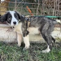 Ist Xavi der Begleiter für dich?, Hund zur Adoption