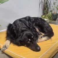 Unkomplizierter Buck sucht ein neues Zuh, Hund zur Adoption