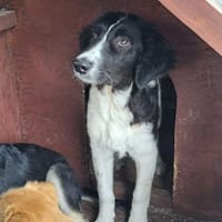 MICA - (sanft, treu, herzensgut), Hündin zur Adoption