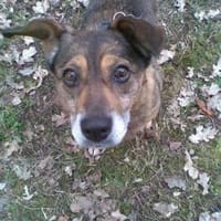 Sofaplatz für Schmusehündin gesucht, Hündin zur Adoption