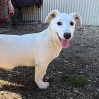 Sirius-wunderschön und typisch Junghund, Hund zur Adoption