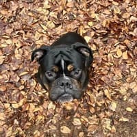 Ace sucht sein für immer Zuhause, Hund zur Adoption