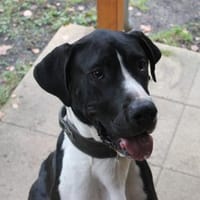 Manetti, sensibler Riese mit Herz, Hund zur Adoption